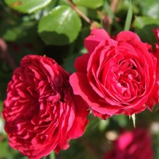 Seedling rose 