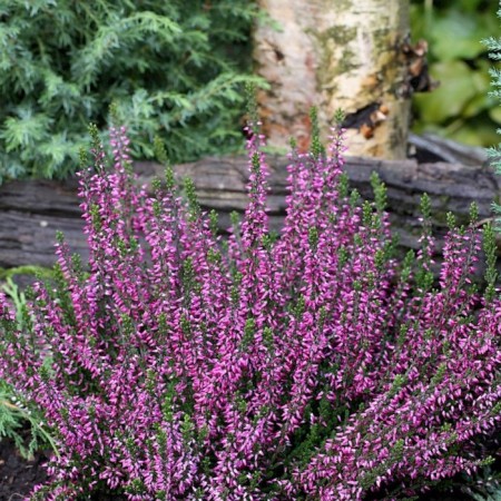 Heather Ordinary Malin, C1.5 Pot, H10-50 Height, 1 pc, Summer 2024
