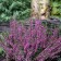 Heather Ordinary Malin, C1.5 Pot, H10-50 Height, 1 pc, Summer 2024