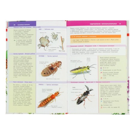 The best determinant. Insects in Russia-3