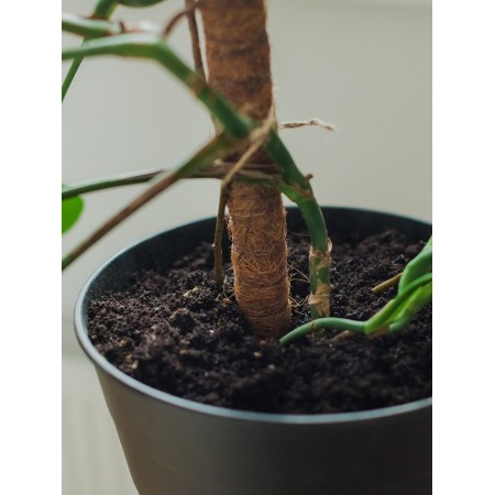 Pegs for garter plants, h = 60 cm, d = 2.5 cm, coconut, greengo-6