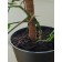 Pegs for garter plants, h = 60 cm, d = 2.5 cm, coconut, greengo