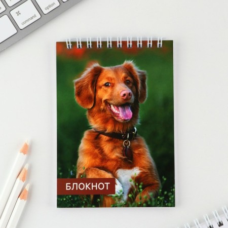 Mix of A6 notebooks, 40 liters on the crest, soft cover "Animals"-3