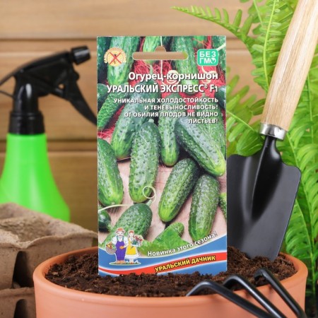 Seeds of cucumber "Ural express" F1 cornishon, super -early, parthenocarpic, 10 pcs-2