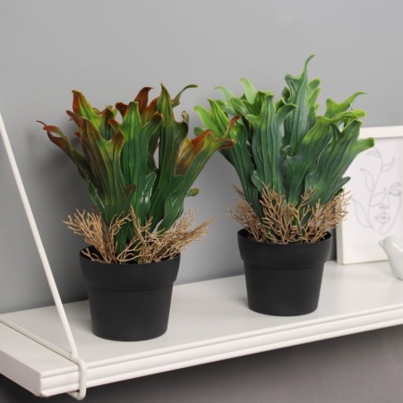 Bonsai in the pot "Calla premium extram" 24x10.5 cm, mix-2
