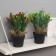 Bonsai in the pot "Calla premium extram" 24x10.5 cm, mix