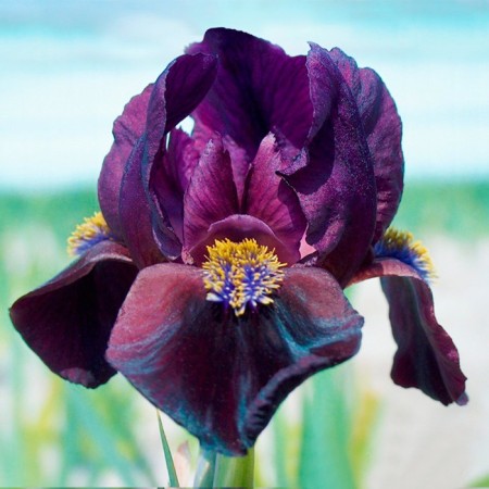 Iris dwarf demon, rr I, 1 pc, spring 2024