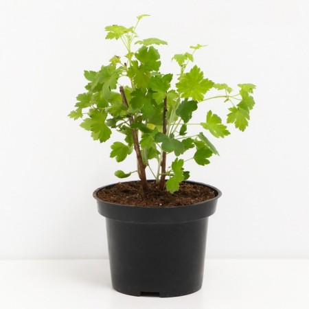 Golden currants Valentine, C2 pot, H20-40 Height, 1 pc, summer 2024-1