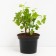 Golden currants Valentine, C2 pot, H20-40 Height, 1 pc, summer 2024