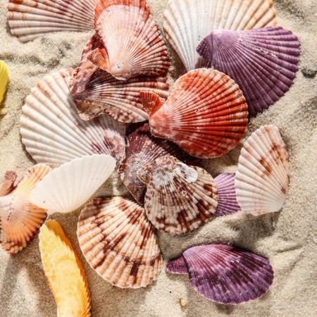 Set of shells Pecten Vequilum medium, 4 - 6 cm, 100 g-1