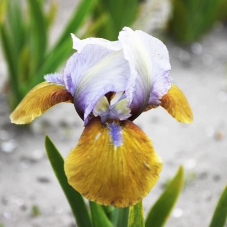 Iris dwarf focus, river I, 1 pc, spring 2024