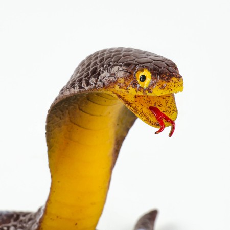 Royal snake "Royal Cobra"-4