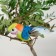 A bird for decoration and floristry, on a clothespin, mix, plastic, 1 pc., 8 x 8 cm