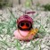 Duck with propeller pink, pink helmet