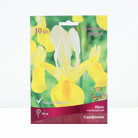 Iris Dutch Symphony, rr 7/8, 10 pcs, spring 2025
