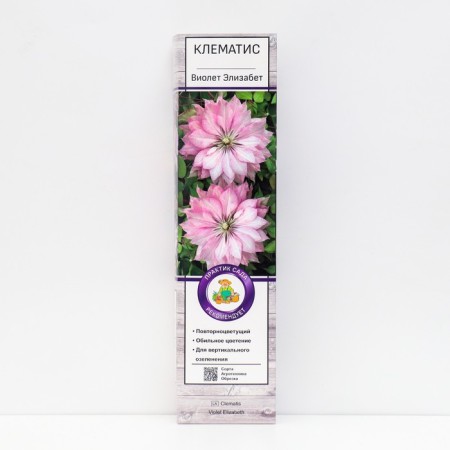 Clematis large -flowered "Violet Elizabeth", 1 pc, tube, spring 2025