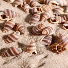 Set of shells, 1 - 2 cm, 100 g