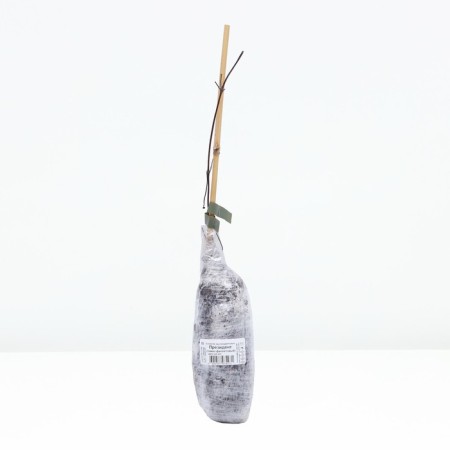 Clematis large -flowered "president", tube, 1 pc, spring 2025-2