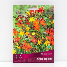 Crocosmia mixture of colors, 10 pcs, rr 6/7, spring 2024