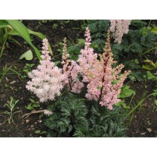 Astilba curly perkeo, C1.5 pot, H10-50 height, 1 pc, summer 2024