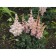 Astilba curly perkeo, C1.5 pot, H10-50 height, 1 pc, summer 2024