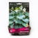 Host Hybrid Bressingham BLLU, I rr, 1 pc. 75*100 h (cm), autumn 2024