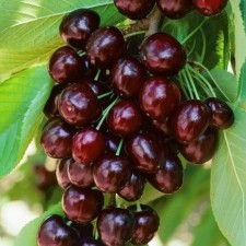 Саженец ДЮК(гибрид вишни и черешни) Кормилица, Горшок 9*9*14, Лето 2024