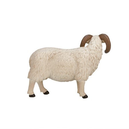 Figure Konik "Scottish black -headed ram"-3