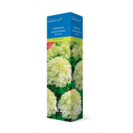 Perminent hydrangea (Northern Garden series) "Phantom" 1 pc, tube, spring 2025
