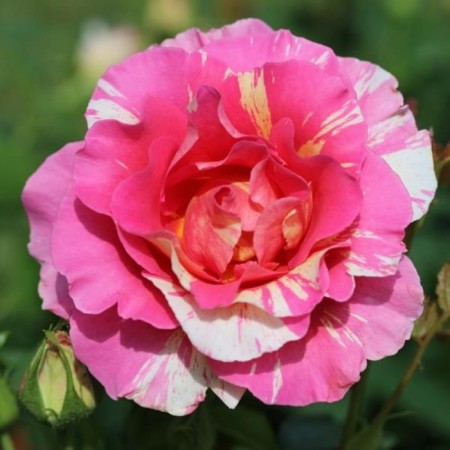 Seedling rose coins (Monet) (Ecuador), tea-hybrid, pot 2 l., Summer 2024