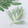 Decor for creativity "Long leaves on a twig" set 4 pcs green 17 cm