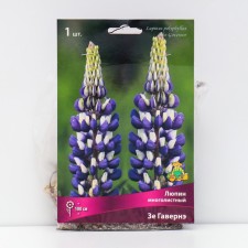Lupin multi-leaved 