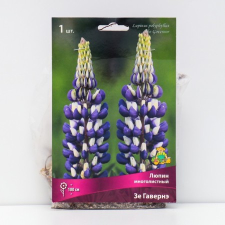 Lupin multi-leaved "Ze Gaverne", 1 pc, rr I, spring 2025