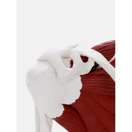 The model "shoulder joint with muscle tissue" 15*15cm-4