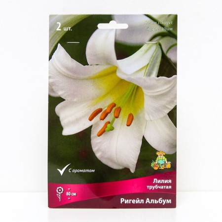 Lilies Tubular Rigail Album, 14/16 rr, 2 pcs. 80 h (cm), autumn 2024