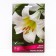 Lilies Tubular Rigail Album, 14/16 rr, 2 pcs. 80 h (cm), autumn 2024
