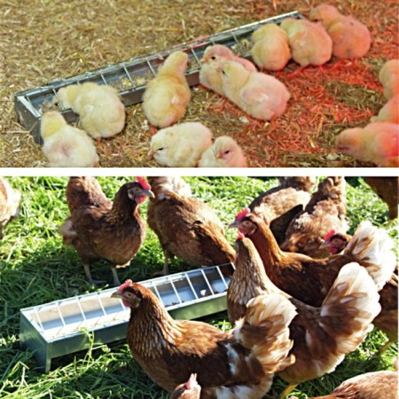 A feeder-handle for chickens, 38 cells, tray, galvanized steel-1