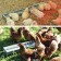 A feeder-handle for chickens, 38 cells, tray, galvanized steel