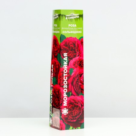 Rosa Solfezhio, Spring 2024, 1 pc.-1