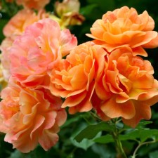 Rose Park Westerland, C3.5 pot, H25-45 Height, 1 pc, summer 2024