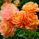 Rose Park Westerland, C3.5 pot, H25-45 Height, 1 pc, summer 2024