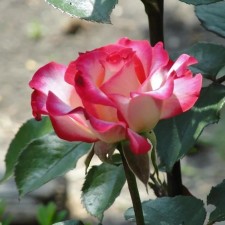 Seedling rose 