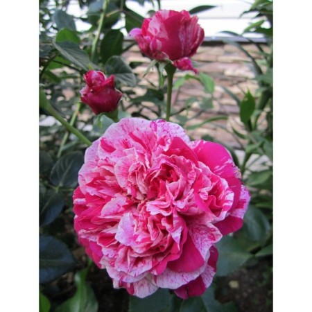 Seedling Rosa Meyan Plesy "Ines Sustra", tube, 1 pc, spring 2025