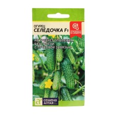 Seeds of cucumber 