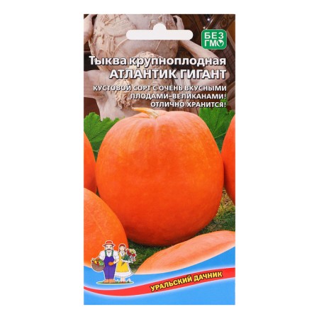 Seeds of Pumpkin "Atlantic Giant", large -fruited, 3 pcs