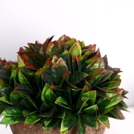 Bonsai in the pot "thick leaves" 13x11 cm, mix-1