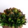 Bonsai in the pot "thick leaves" 13x11 cm, mix