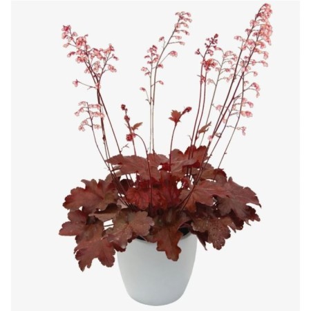 Gayhera blood red, C2 pot, 1 pc, summer 2024