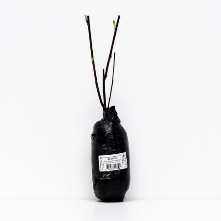 Bubble of Kalinolite (series North Garden) "Diabolo" 1 pc, tube, spring 2025-2