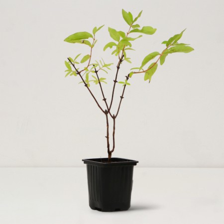 Seedling honeysuckle Blue/ edible "Yugan", pot P9, summer 2024-1